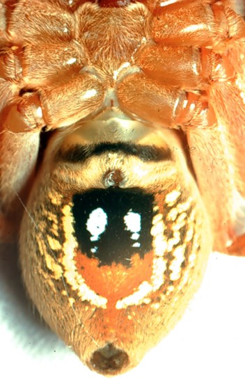 Female Badge Huntsman Spider underside