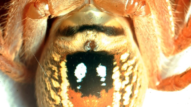 Female Badge Huntsman Spider underside