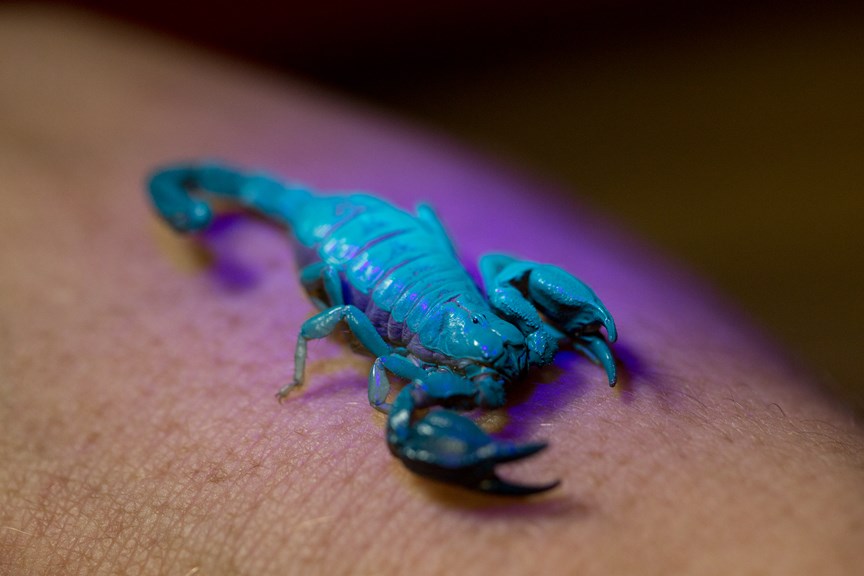 A Little Marbled Scorpion fluorescing under UV light