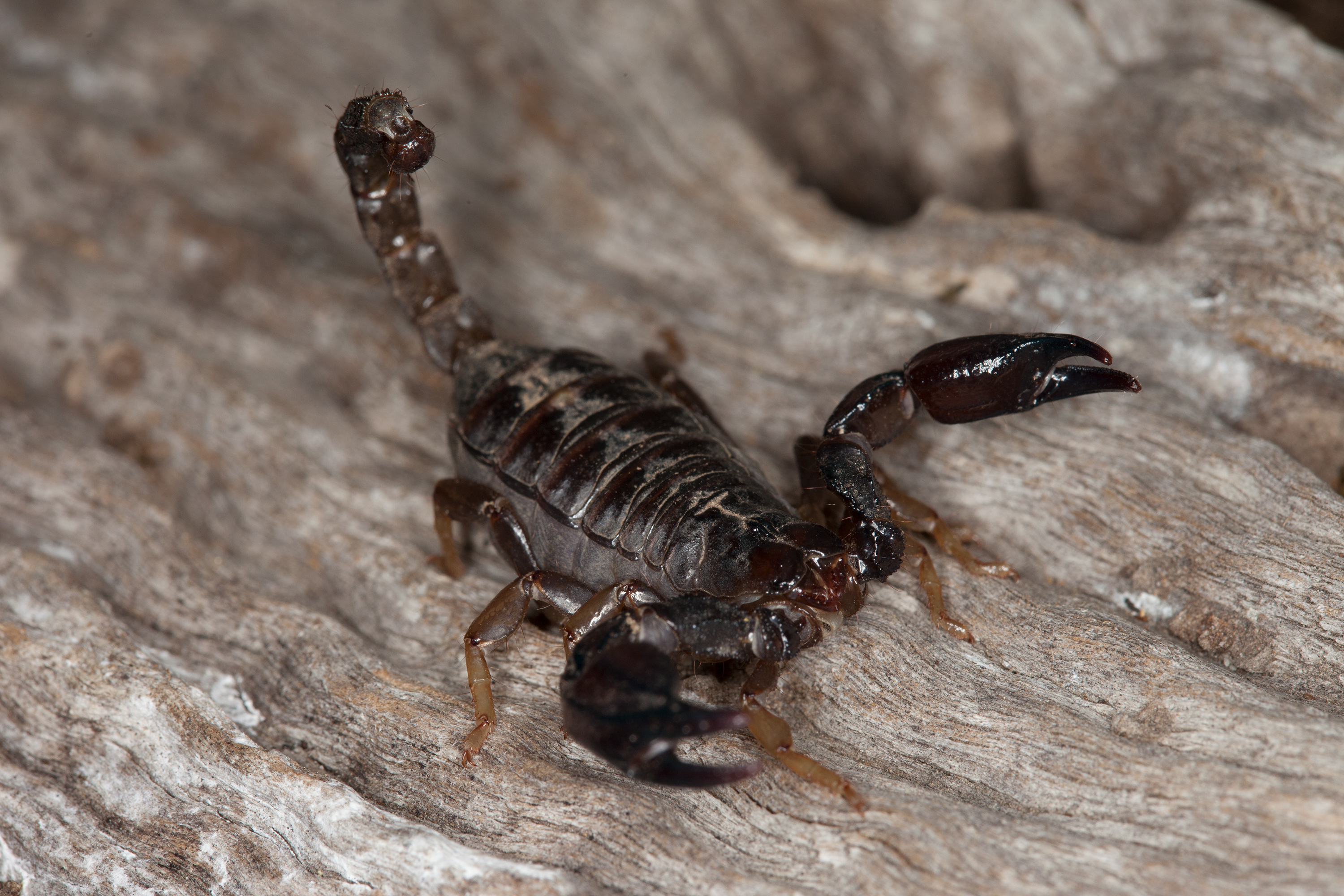 Scorpion facts and fallacies - Museums Victoria