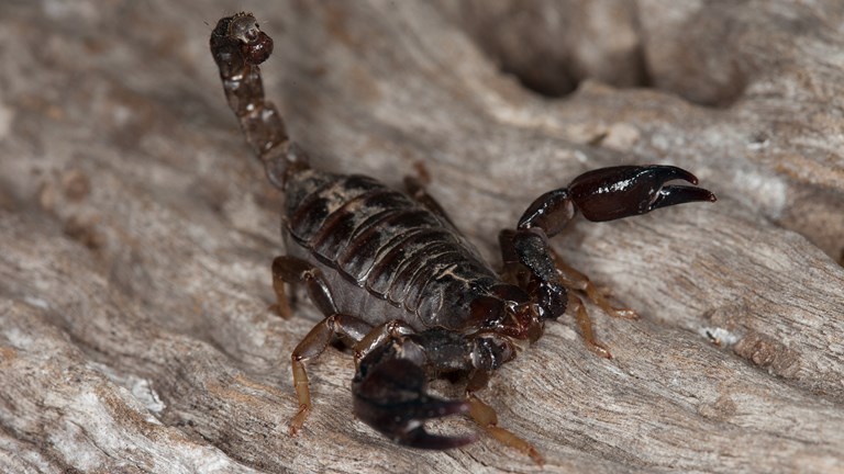 Black Rock Scorpion