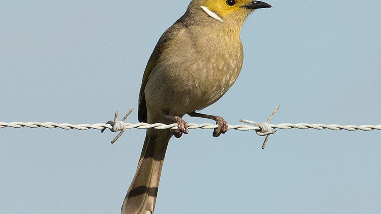 A White-plumed Honeyeater aperch on a wire