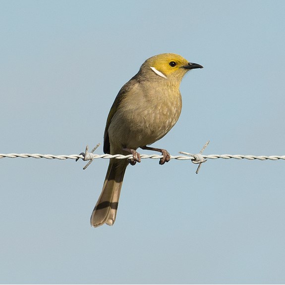 A White-plumed Honeyeater aperch on a wire