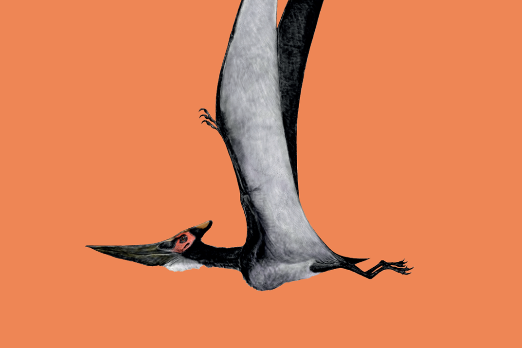 How to draw a PTERODACTYL pterosaur 