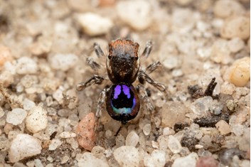 Spider on gravel