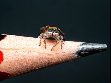 Small spider on the tip of a pencil