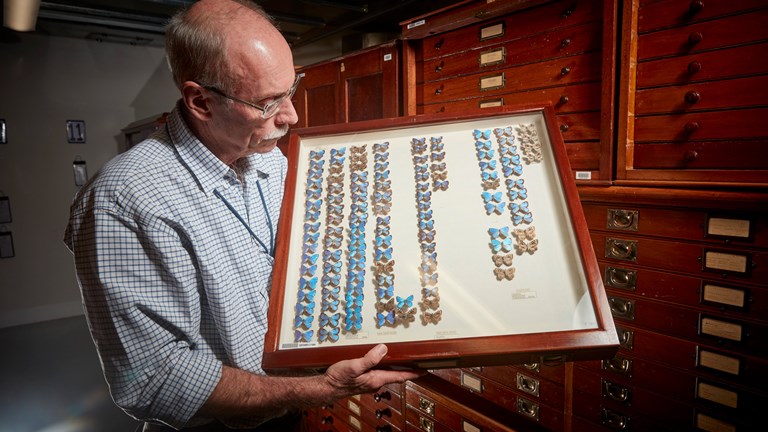 Man holding a tray of pinned butterflies