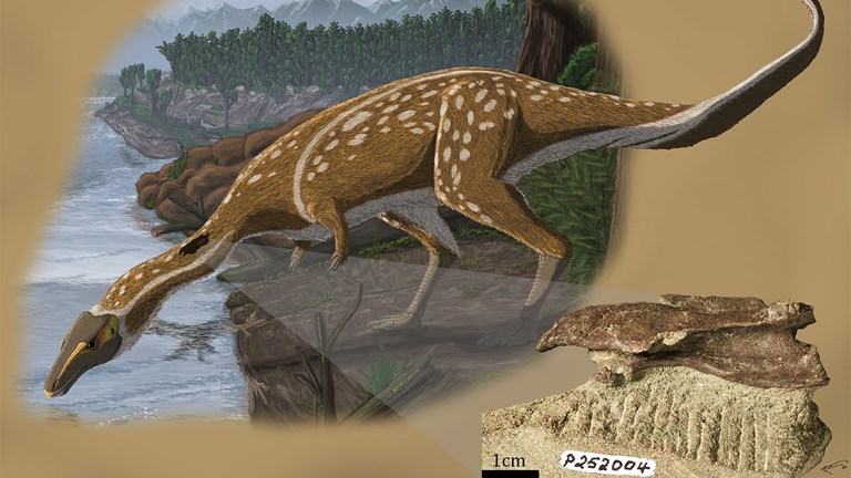 Photograph of a fossil overlayed on an artist's impression of a Dinosaur