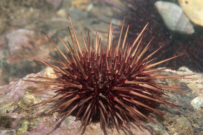 A spiny sea urchin.