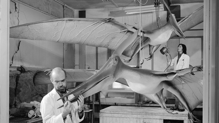 Pteranodon models being constructed by museum preparators.