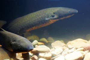 Two Lungfish 