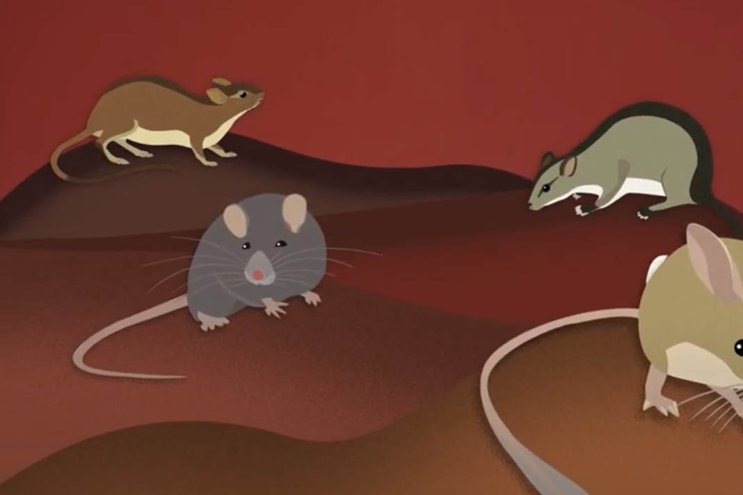Rat vs mouse model organism picture