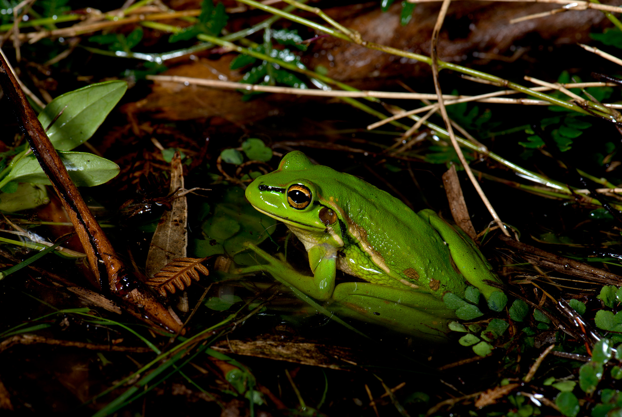 green Frog