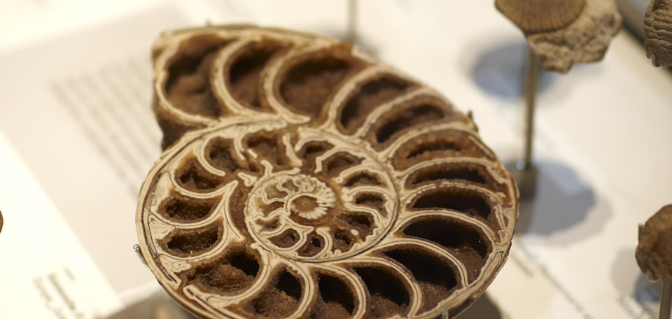 Brown old Cephalopod specimen 