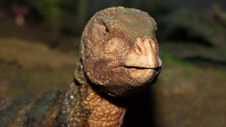 Head and skin detail of Qantassaurus animatronic dinosaur 