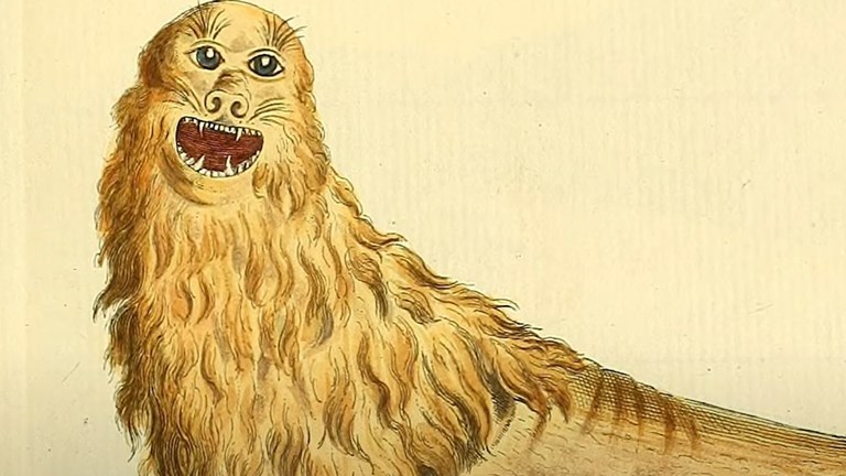Unrealistic illustration of a Sea Lion
