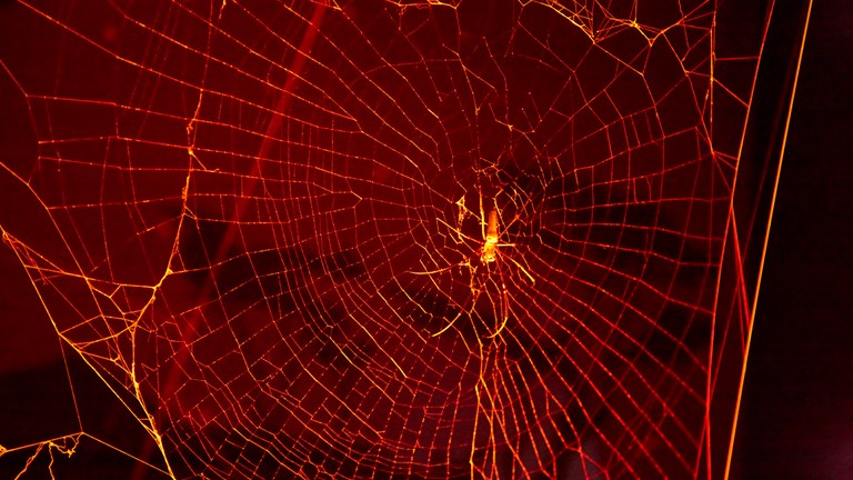 Spider in web in red light