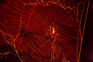 Spider in web in red light