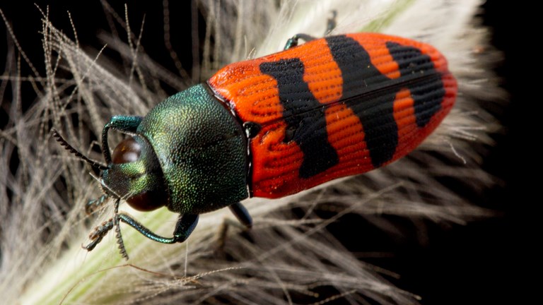 Jewel Beetle, Buprestidae. Grampians National Park, Victoria.