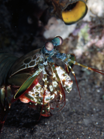 Mantis shrimp in habitat