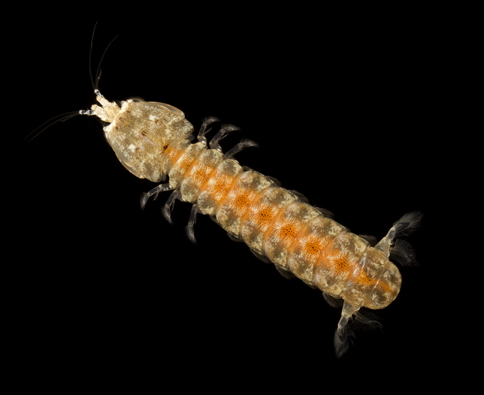 Mantis Shrimp, <em>Hadrosquillaperpasta</em>.