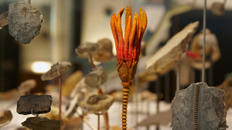 Crinoid fossils and models