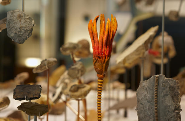 Crinoid fossils and models