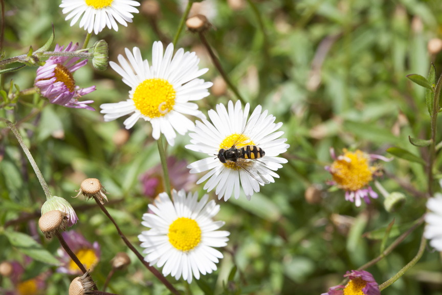 Bee on a white flower in Fitzroy Gardens