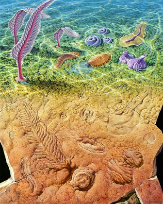 llustration of Ediacaran animals and fossils