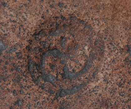 Fossil of Tribrachidium