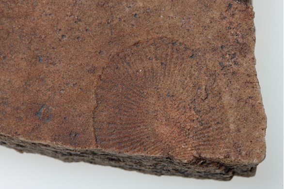 Fossil of Dickinsonia costata