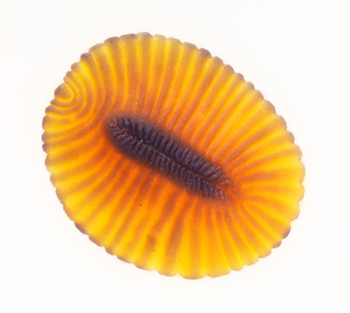 Model of Dickinsonia
