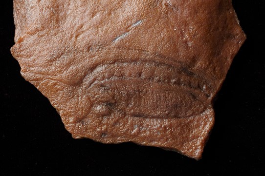 Fossil cast of Kimberella