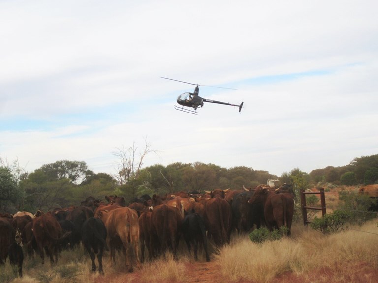 Helicopter mustering cattle. 