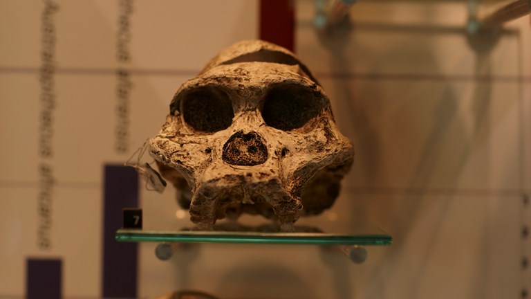 Skull display in Darwin to DNA exhibition