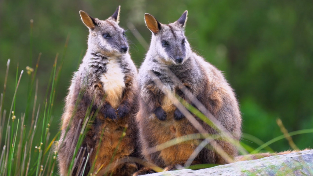 A couple of brush-tailed rock-wallabies, just chillin'. Image courtesy of Zoos Victoria.