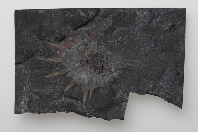 Wiwaxia corrugata from Cambrian period found in Burgess Shale