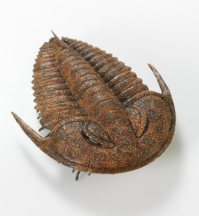 Redlichia model, early trilobite from Cambrian period