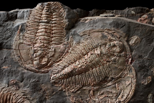Redlichia takooensis, early trilobite fossil