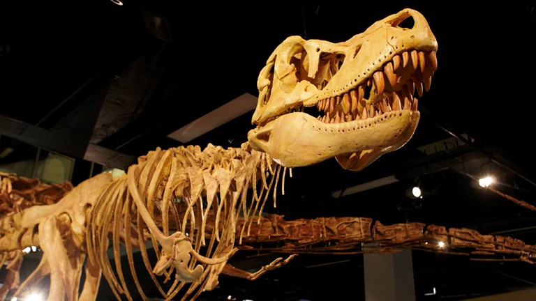 Tarbosaurus bataar dinosaur skeleton model on display in exhibition 