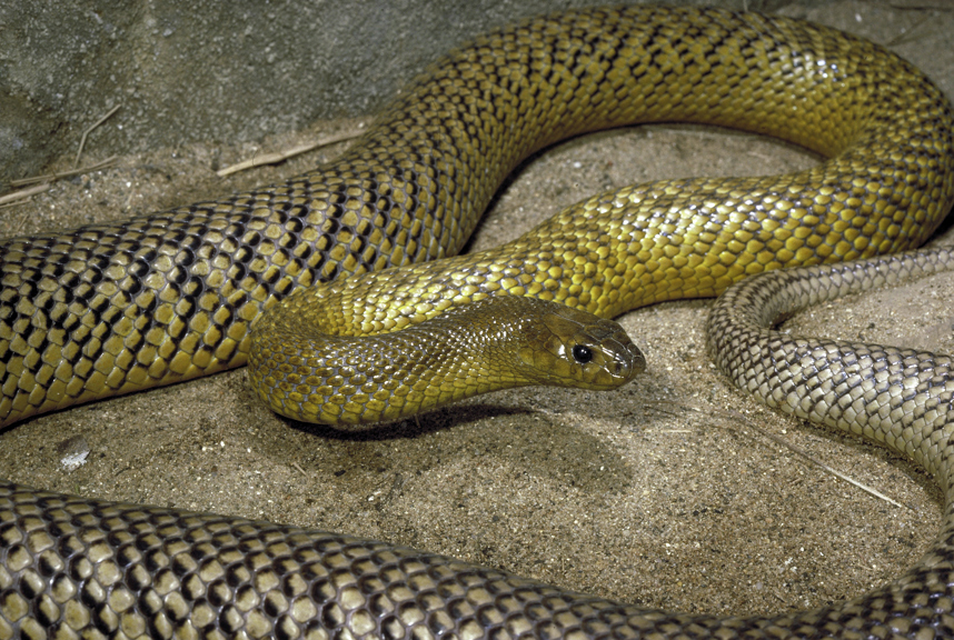 Inland taipan, <i>Oxyuranus microlepidotus</i>
