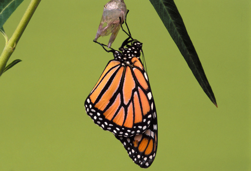 Wanderer butterfly, <i>Danaus plexippus</i>