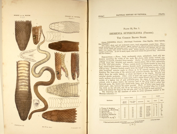 Common Brown Snake, Pseudonaja textilis / Inland Taipan or Fierce Snake, Oxyuranus microlepidotus / Western Brown Snake or Gwardar, Pseudonaja nuchalis.: Common Brown Snake, Inland Taipan (Fierce Snake), Western Brown Snake (Gwardar): Prodromus of the Zoology of Victoria