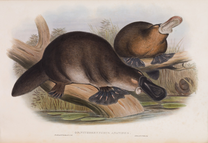 Platypus, <i>Ornithorhynchus anatinus</i>, from J. Gould's Mammals of Australia, 1863, Vol 1, Pl 1