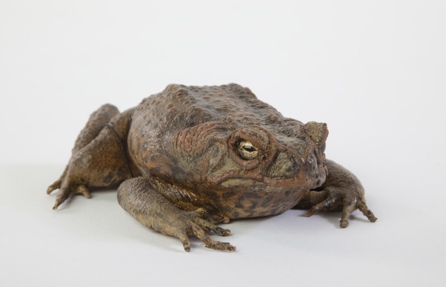 Cane toad, <i>Bufo marinus</i>.