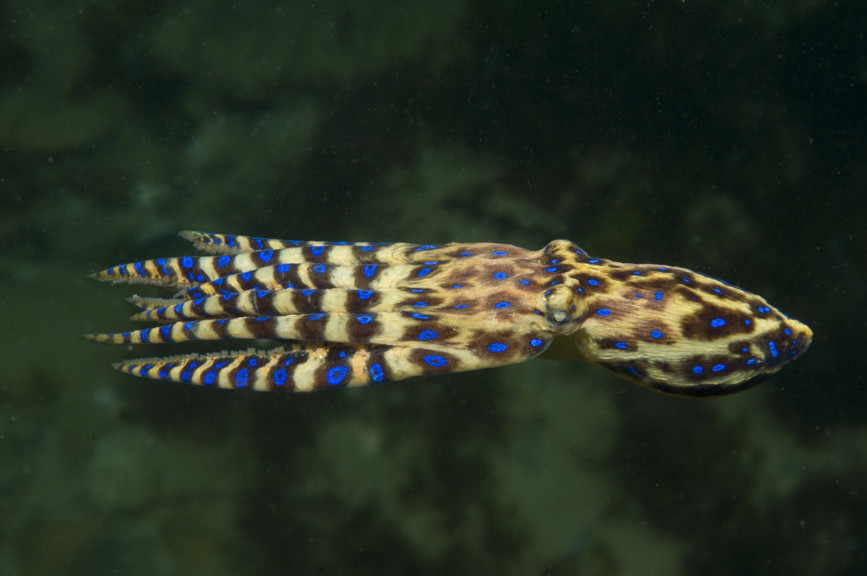 Blue-ringed octopus, <i>Hapalochlaena maculosa</i>.
