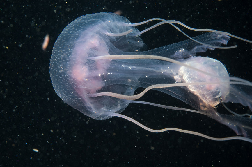 Jellyfish, <i>Pelagia noctiluca</i>.