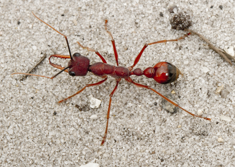 Bull ant, <i>Formicidae, Myrmecia nigriscapa</i>