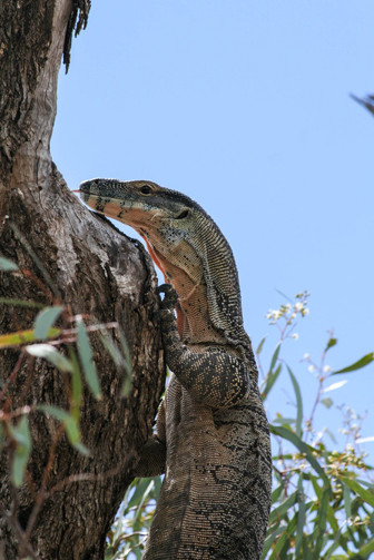 Sand goanna, <i>Varanus gouldii</i>