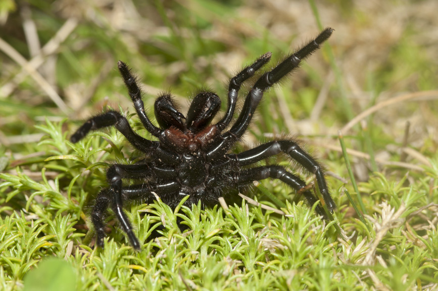 Alpine Funnel-web, <i>Hadronyche alpina</i>.